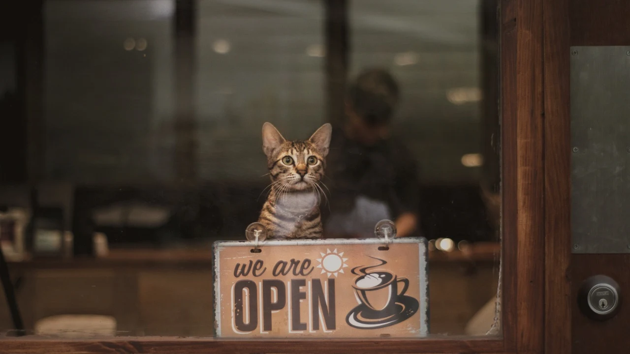 Spend time with adorable animals while enjoying a coffee or snack — petting therapy meets cafe culture.