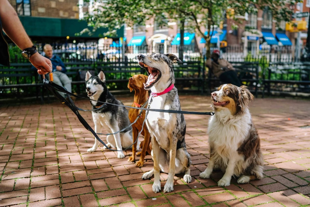 A great way to see how someone interacts with animals — the dogs do half the social work and provide endless conversation.